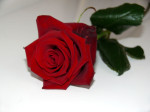 TAZO'S SPIRITUAL LOVE POETRY STREAM
